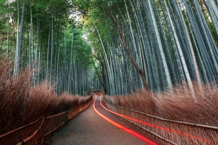 Carretera de sostenibilidad que se interna en el bosque