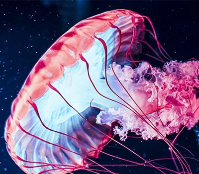 A diagonal jellyfish shape set against a starry background